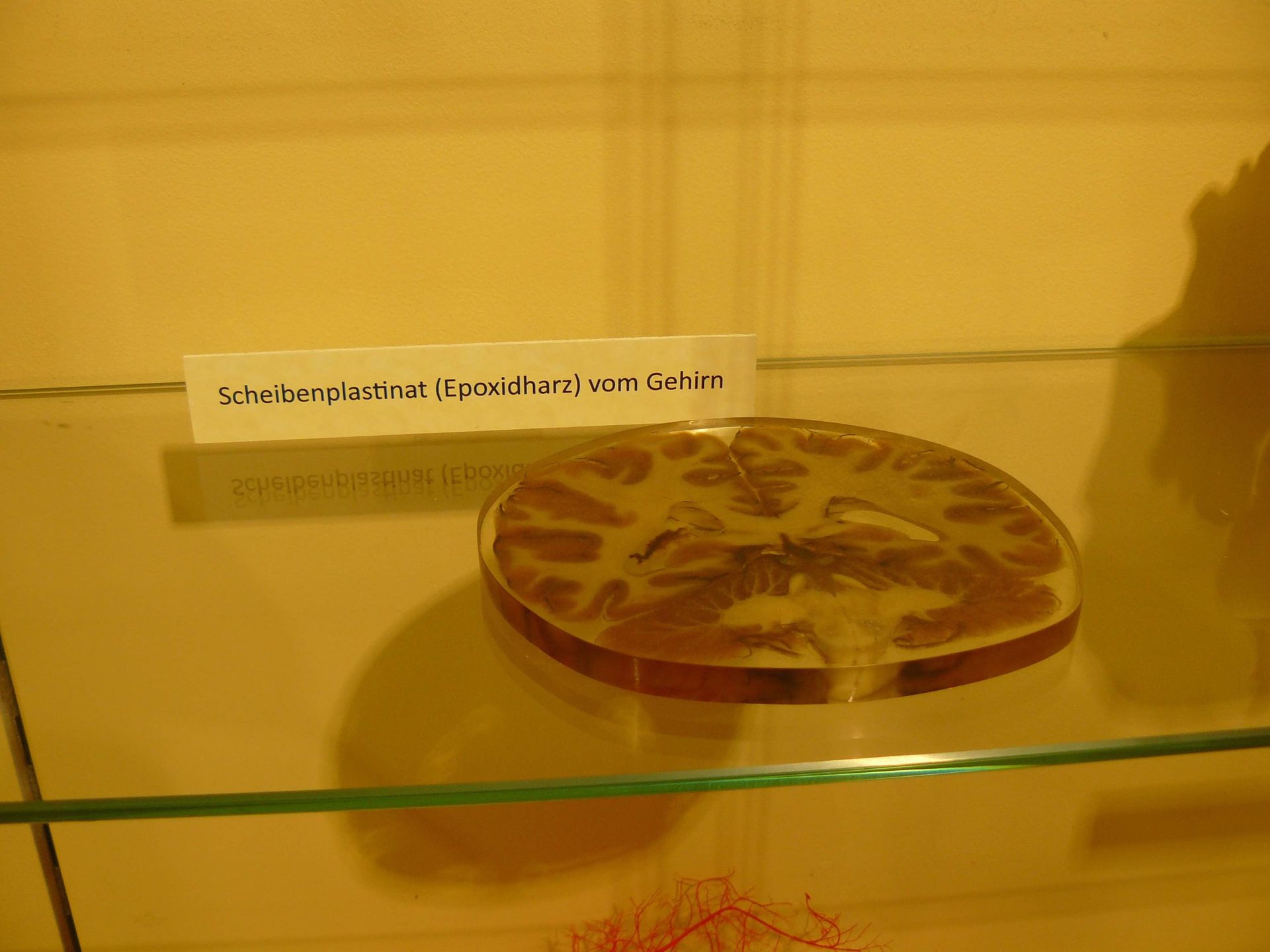anatomical collection 5.jpg